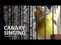 Canary's Singing Sounds (Busy Environment) - 117 Minutes Full Practice