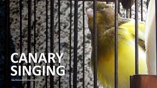 Canary's Singing Sounds (Busy Environment) - 117 Minutes Full Practice