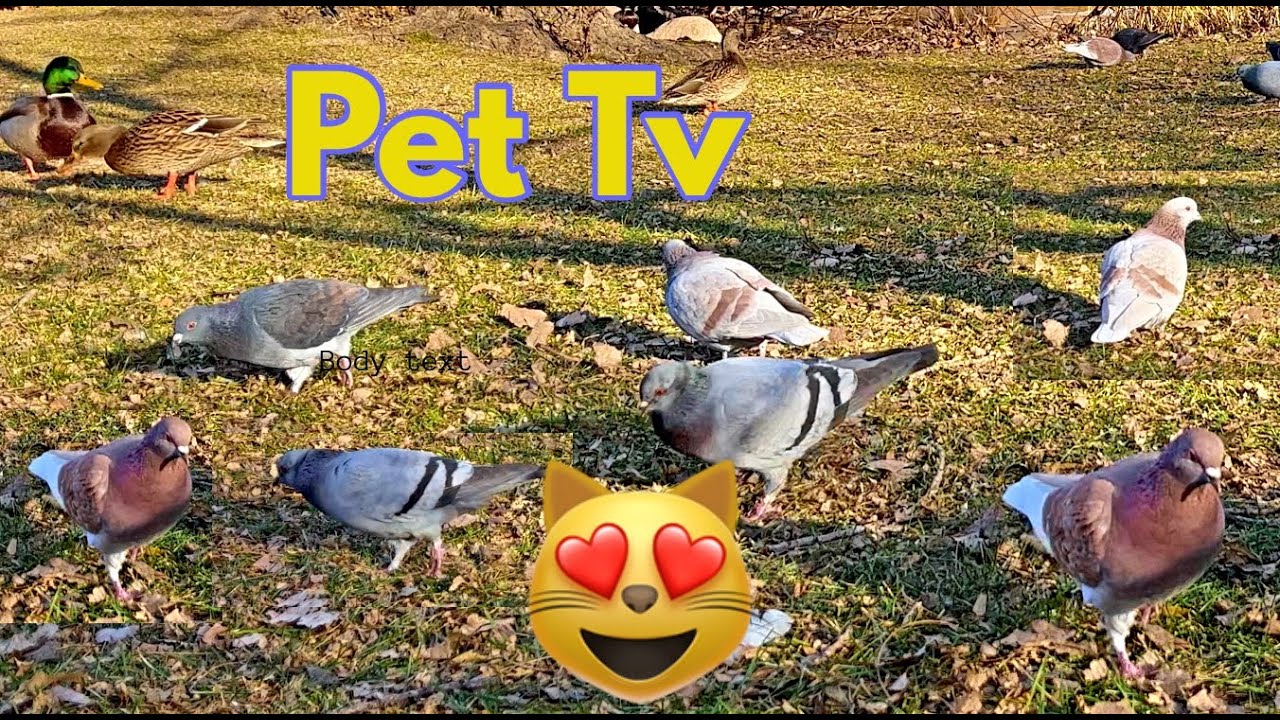 Tv for Pets! GREAT for Lonely Cats and Dogs !