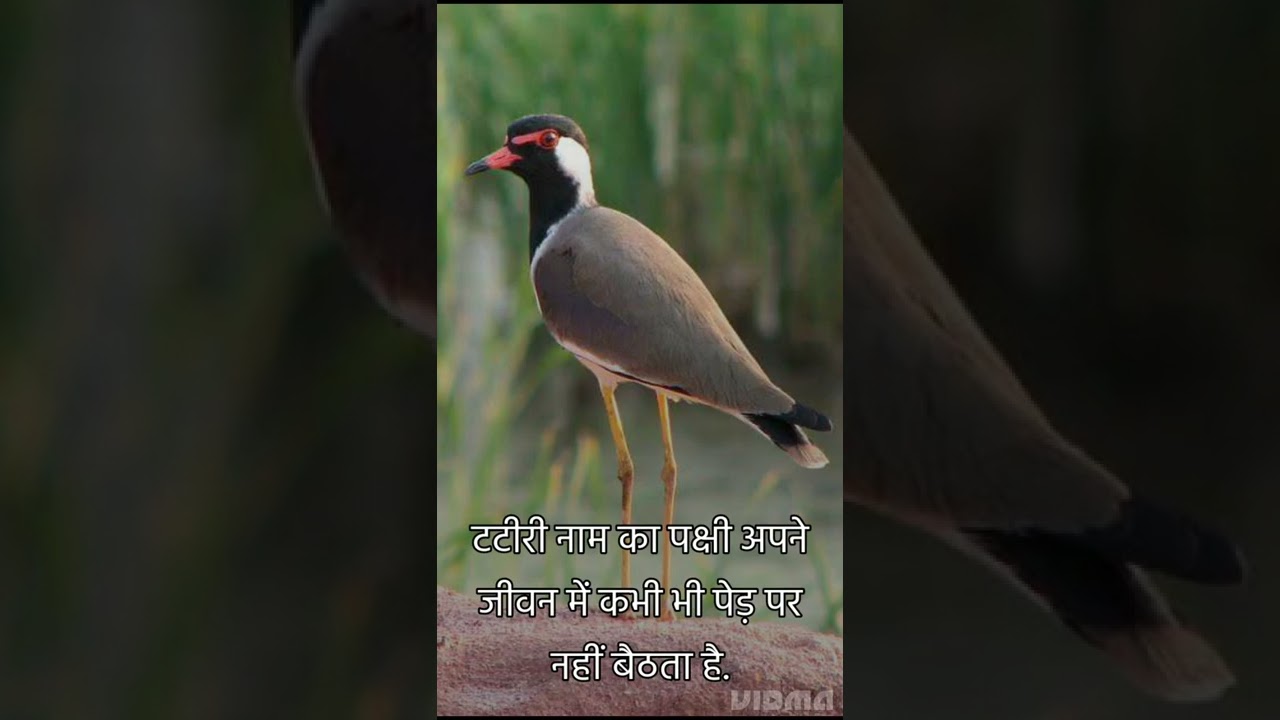 कभी पेड़ पर नहीं बैठता||Mr gyani facts|