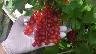 РОВАДА - красная смородина, как ожерелье! РОВАДА - красная смородина, как ожерелье!