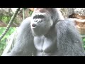Haoko was anxious, searching for Momoko, who was away for medical exam. #1/6 UENO ZOO 上野動物園ゴリラ（0075）