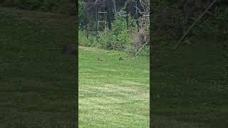 Aww, Momma groundhog out with her little baby