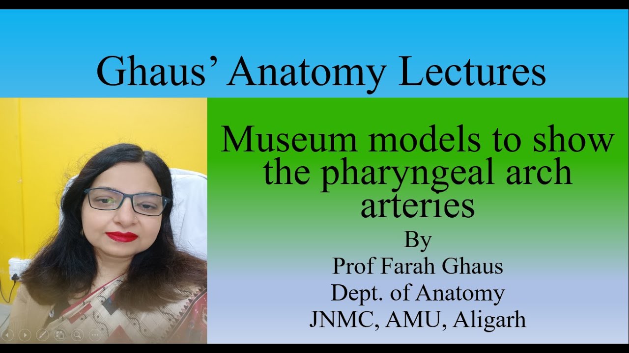 Models to show the development of pharyngeal arch arteries - YouTube