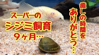 スーパーのシジミ飼育9ヶ月…癒しの時間をありがとう