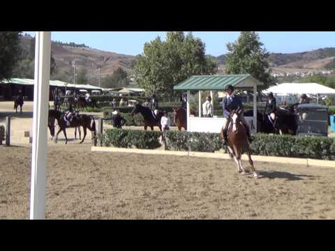 Roulette - High Schooling Hunters at Oaks Blenheim