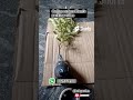 #shorts ஆன்லைன் ஆர்டர் செடிகள் பேக்கிங் #onlineshopping #plants #packing #video #trending #videos