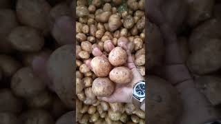 5/7/2025aalu bhav #pyaj_bhav #pyaj #mp #viral #mandibhav #mandinews #ytshorts #shorts #onion #प्याज