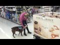 Service Dogs For Injured Soldiers - The DogFather Academy Service Dogs For Injured Soldiers - The DogFather Academy