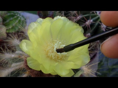 فيديو: معلومات نبات الصبار Matucana: كيفية العناية بأصناف Matucana Cactus