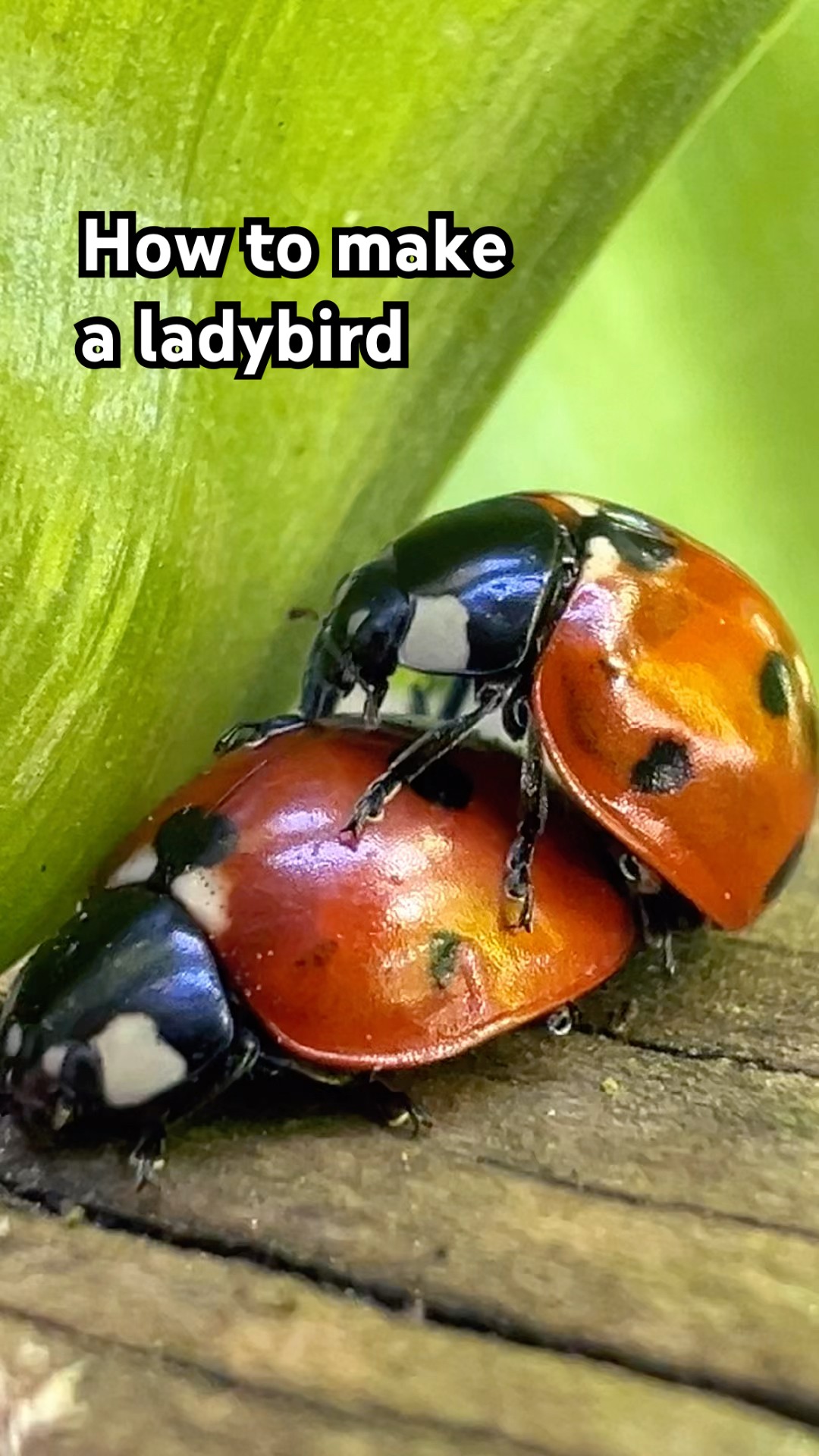 How to make a ladybird 🐞 - YouTube
