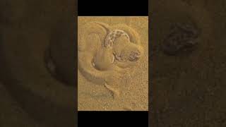 Snake #Snakes #SnakeLover #Reptile #Reptiles #Serpent #Wildlife #Nature #SnakeLife #Python #viral