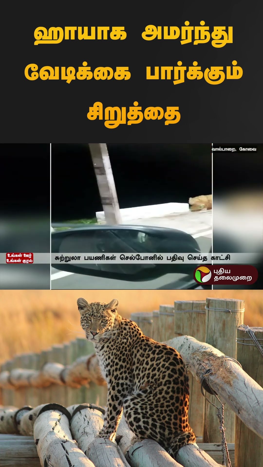 ஹாயாக அமர்ந்து வேடிக்கை பார்க்கும் சிறுத்தை | #leopard | #valparai | #shorts
