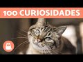 100 CURIOSIDADES sobre GATOS que vão te surpreender 🐱🐾