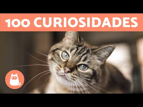 Vídeo: É seguro para os gatos estarem no balcão?