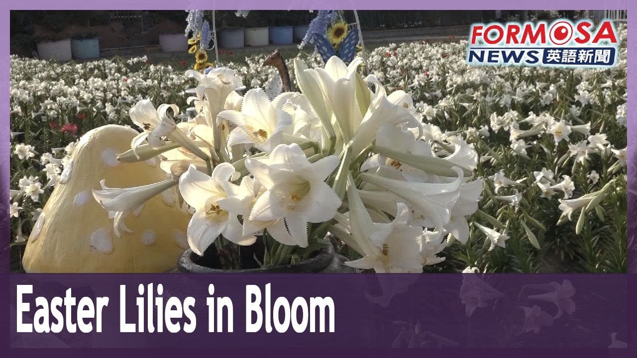 Easter lilies bloom in the thousands at Yunlin tourist attraction YouTube