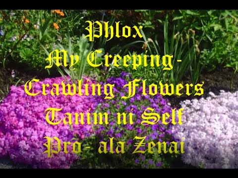 PHLOX - My Creeping Crawling Flower / Tanim ni Self Pro-ala Zenai