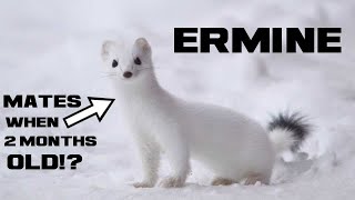 10 Ermine Facts  The Winter Weasel  Animal a Day E Week