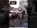الثور الذكي