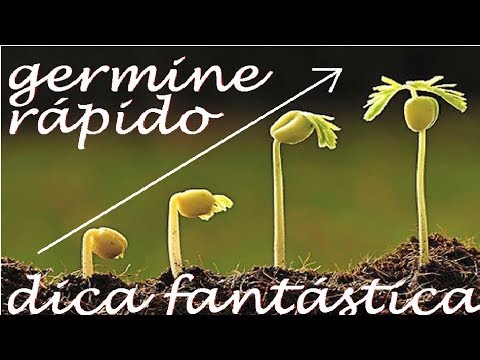 Vídeo: Germinação de sementes de algaroba - Como cultivar árvores de algaroba a partir de sementes