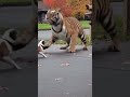 Episodes 30 🐯🐶🐱 Brave Cat Jumps on Tiger to Protect the House | CCTV Animal World