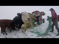 FEEDING CATTLE WITH THE HOME MADE BALE UNROLLER!! | Kioti 9020