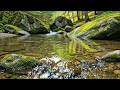 Crystal Clear River Sounds, Soft Birds Chirping for Deep Sleep & Stress Relief