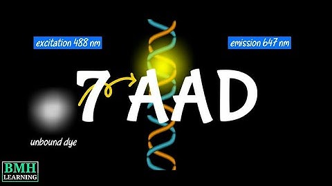 7-AAD Cell Viability Assay | 7-AAD Cell Viability Dye |