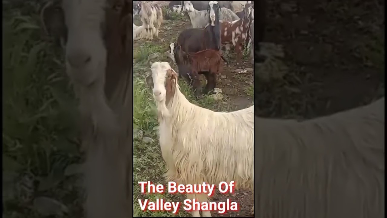 The Beauty Of Valley Shangla | natural beauty |