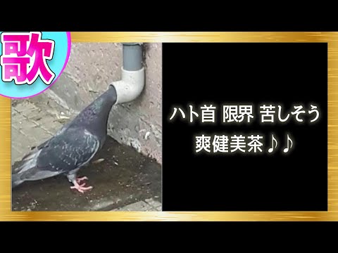 【替え歌】歌のボケてがツッコミどころ満載すぎるｗｗｗ#6【ツッコミ系youtuber】【天才的面白歌詞】【殿堂入り確定のbokete】【歌ってみた】【笑ったら負け】【爆笑大喜利】