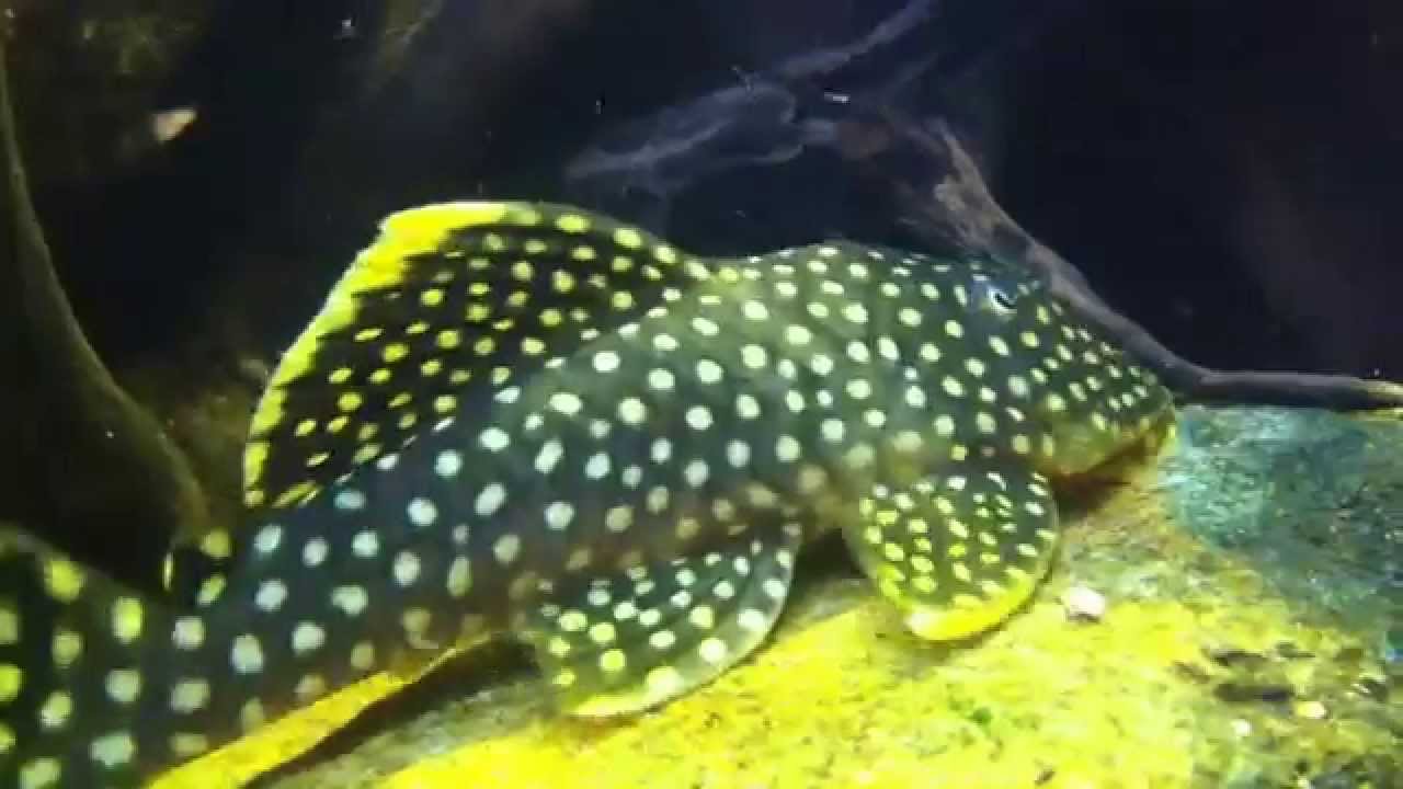 Baryancistrus L018 Golden nugget. - YouTube