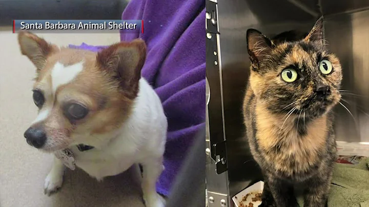 Two pets looking for new home after owners test positive for COVID-19