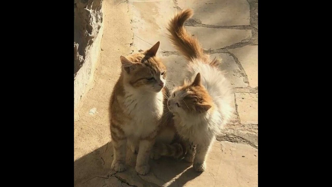 Glue Song by Beabadoobee (slowed + reverb)