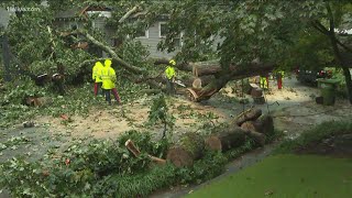 Massive tree falls, blocking road in Candler Park