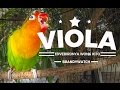 Good Morning Lovebird Viola Konslet Ngekek Panjang Sambil Jemur Pagi Mp3 - Mp4 Download