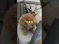 funny 🤣😂😼cat#viralshort #funnyvideo #funnujokes #desicomedy #hasnamanahai #animalshorts #babubhaiya