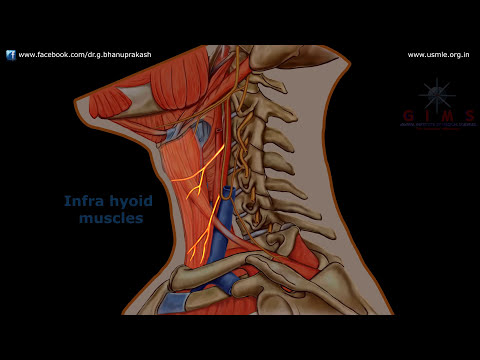 ANSA CERVICALIS ANATOMY ANIMATION