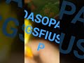 DASOPA GSFIUS P