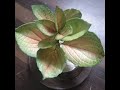 Foamiran Plant without mould & veiners