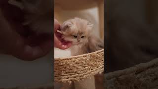Already obsessed with pets at 1 month old #kitten #cat #cute #britishcat Already obsessed with pets at 1 month old #kitten #cat #cute #britishcat