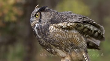 FOR THE BIRDS - Bird Feathers