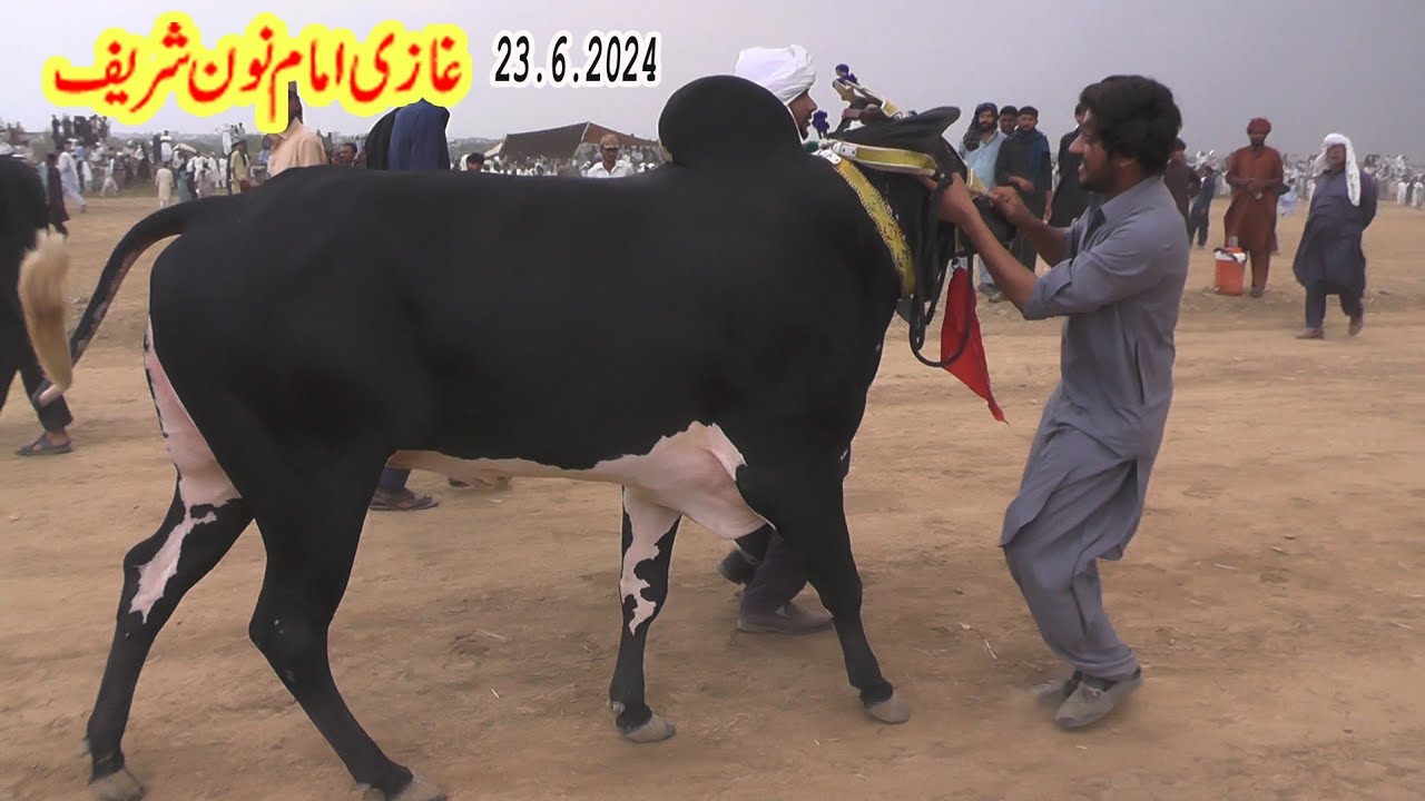 Bull Race - Ghazi Imam Noon - 23.6.2024 - Hamza Sky Video