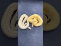 Week 11 Patreon Giveaway! Join our Patreon for a chance to win! #reptile #ballpython #animal