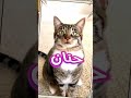 قطة مضحكة تنادي اسم حنان اذا اعجبكم المقطع اكتب في التعليقات اسمك واعملك نفس الفيديو Shorts Top 