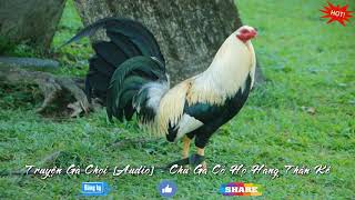 Download Nghe Truyện Gà Chọi - Chú Gà Có Họ Hàng Thần Kê Video MP3 Nghe Truyện Gà Chọi - Chú Gà Có Họ Hàng Thần Kê