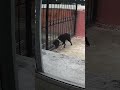 Misión fuga, Ozzy