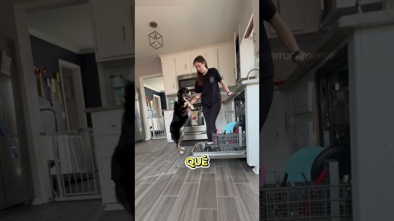 Perro de servicio cuida de su dueña