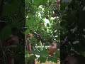 overripe fruits and veggies