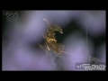 親父のあぐら