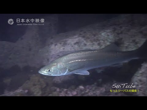 もっとシーバス(スズキ)の捕食！